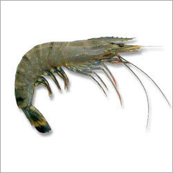 Tiger Prawn