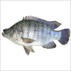 Tilapia Fish