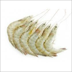 White Prawn