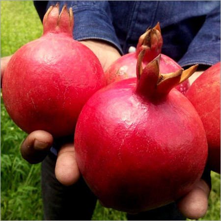 Bhagwa Pomegranate