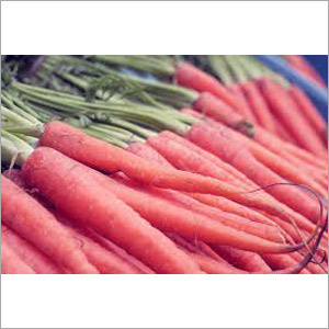 Fresh Red Carrot