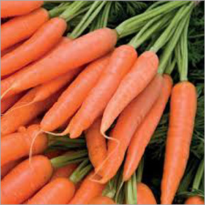 Fresh Carrots