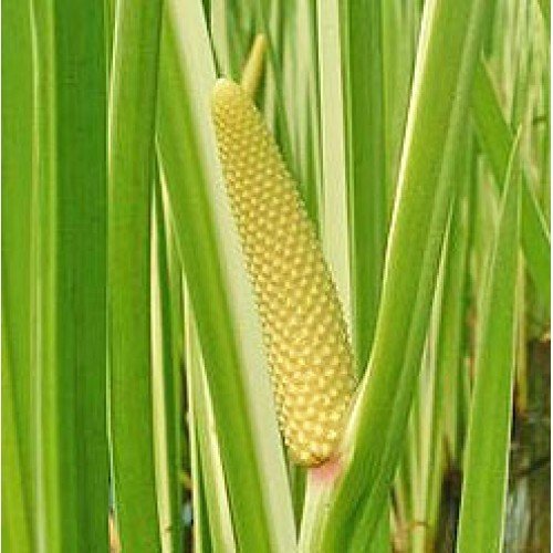 Calamus Oil