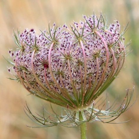 Carrot Seed Oil