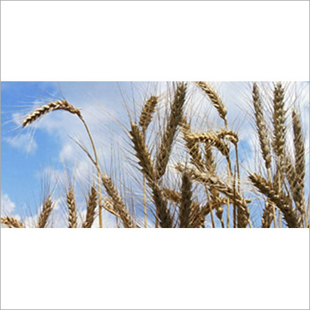 Food Certification Consultant