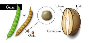 Guar seeds