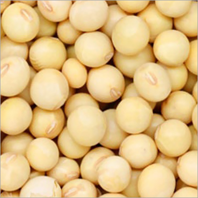 Soybean Seed