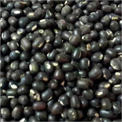 Black Gram