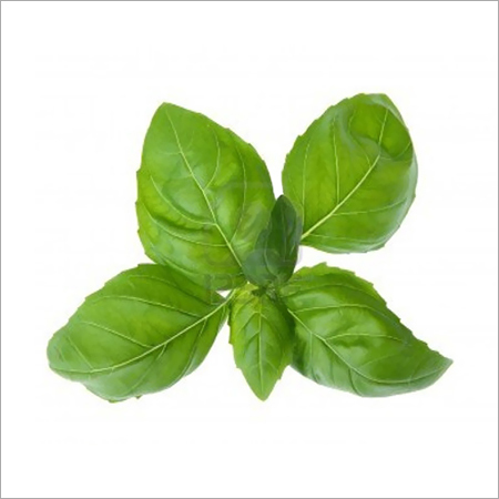 Basil Leaf