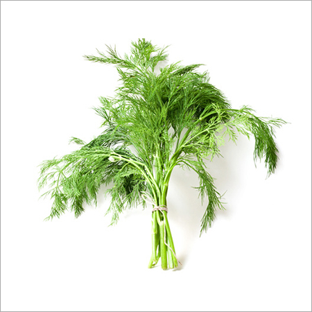 Dill Leaf