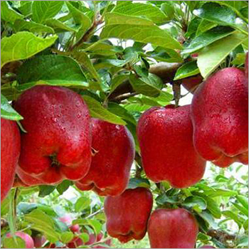 Fresh Red Apple