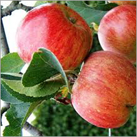Organic Apples