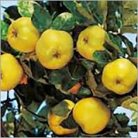 Golden Delicious Apples