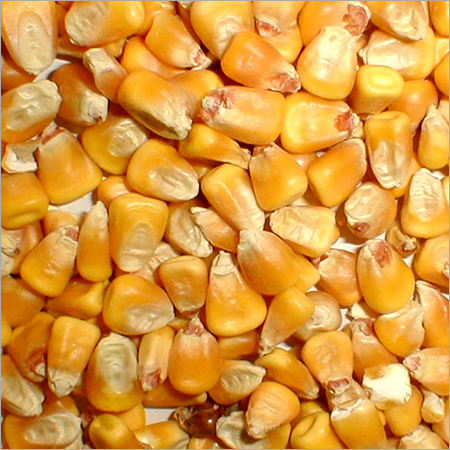 Yellow Corn Grain