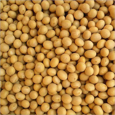 Soybean Seed