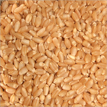 Wheat Grain