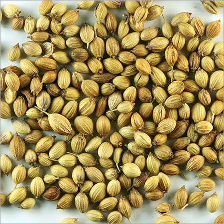 Coriander Seed