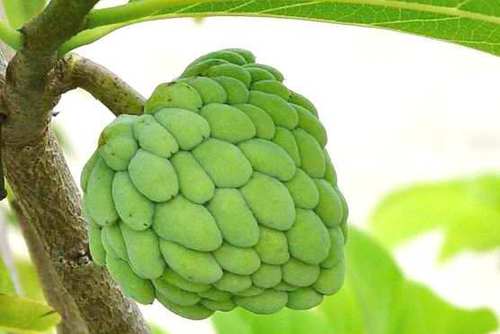 Fresh Custard Apple