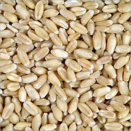 Fresh Wheat Grains