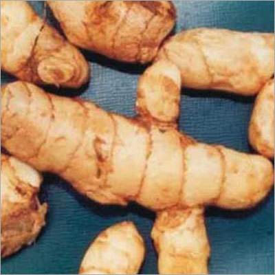 Turmeric Finger