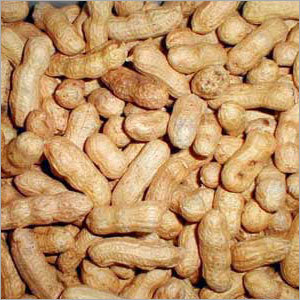 Groundnuts