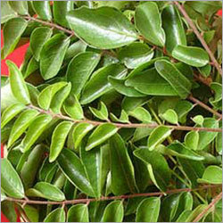 Fresh Curry Leaves