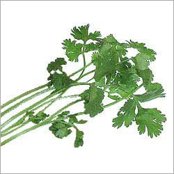 Fresh Coriander Leaves