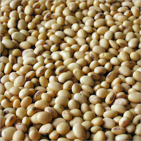 Soybean Seeds