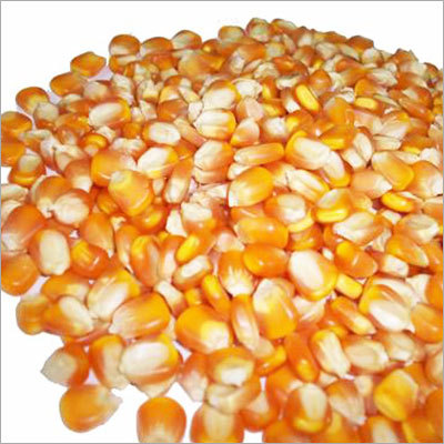 Fresh Yellow Corn