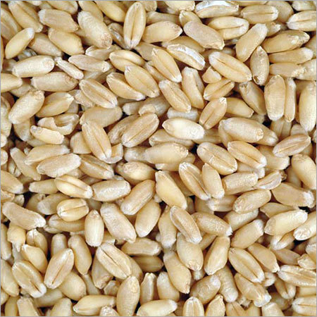 Wheat Grains