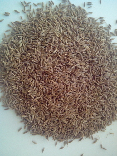 Cumin Seeds