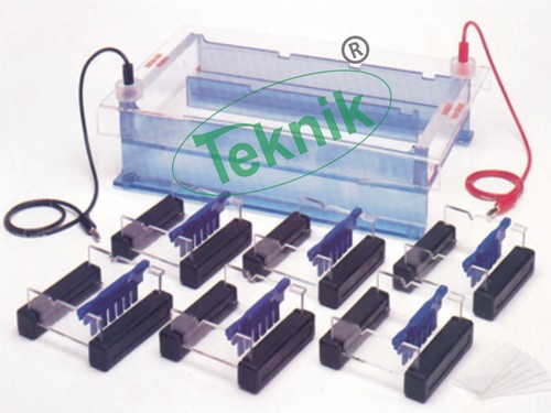 Vertical Slab Gel Electrophoresis Apparatus