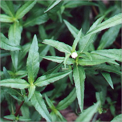 Bhringraj Extract