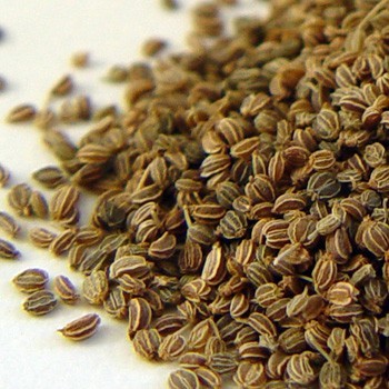 Celery Seed Oil