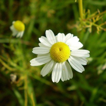 Chamomile Oil