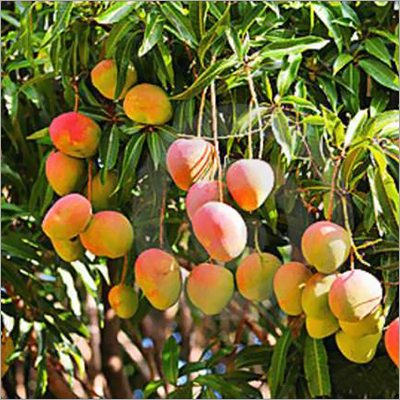 Fresh Mango - Juicy Whole Fruit, Sweet Taste | Common Cultivation, Excellent Packaging, Versatile for Chutney, Pickle, and Aam Panna