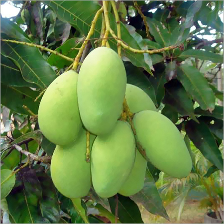 Common Green Mango