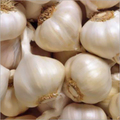 Garlic fresco