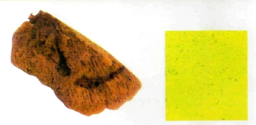 Sea Sponge