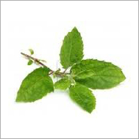 Tulsi Oil