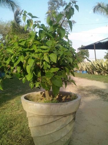 English bugan bails plants