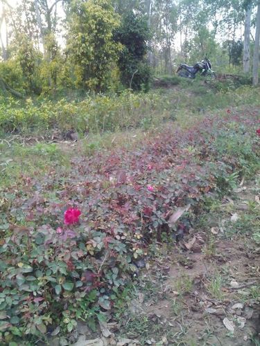 Outdoor Red Rose Plant