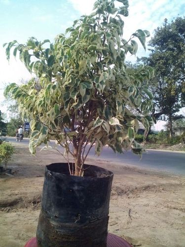 Star light ficous plants