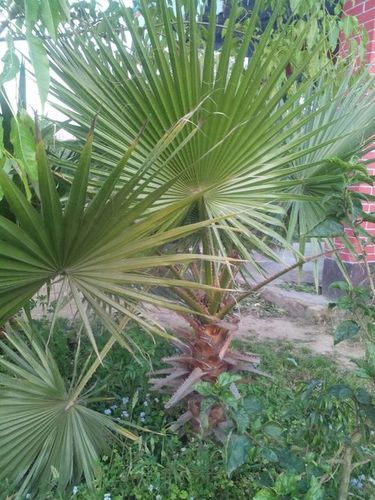 Wasing tonia plants house plants