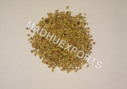 Coriander seeds