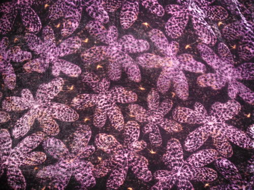 Colored Velvet Textile Material