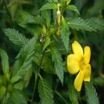 Damiana Leaf Extract 