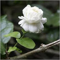 Jasmine Sambac Oil