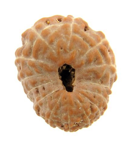 14 Mukhi Java Rudraksha Bead 