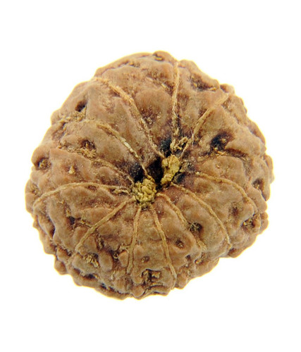 13 Mukhi Rudraksha